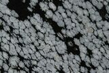 Polished Snowflake Obsidian Section - Utah #117776-1